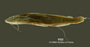 Pimelodella boliviana FMNH 57976 holo lat